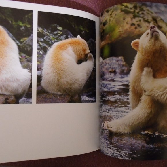 NATIONAL GEOGRAPHIC, BEAR: SPIRIT OF THE WILD. SPIRIT BEARS, GRIZZLIES, POLAR... - Picture 12 of 14
